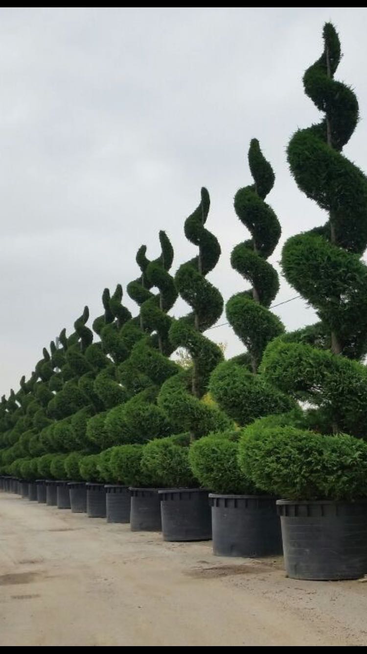 CUPRESSOCYPARIS LEYLANDII SPIRALE